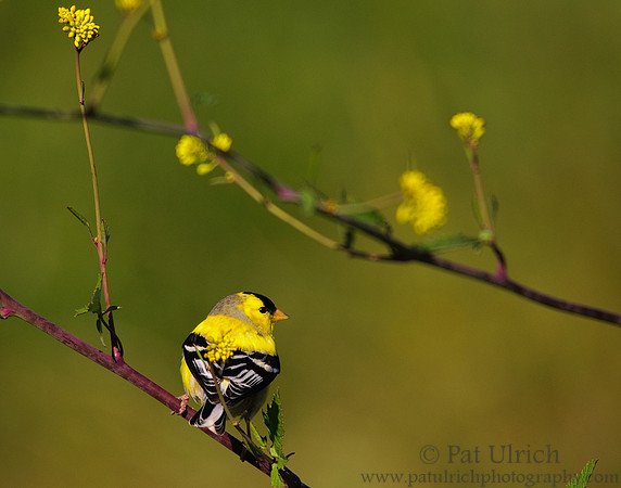 American goldfinch