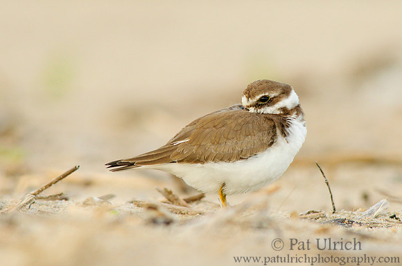 Plover tucked in
