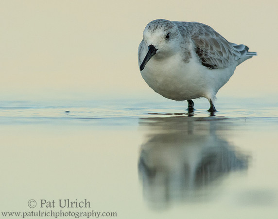 Sanderling with pastel reflection