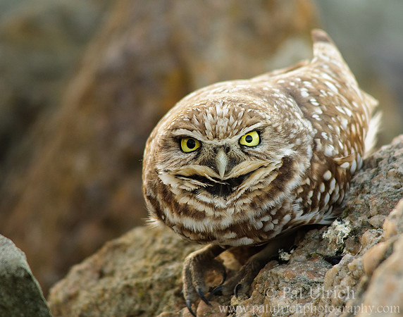 Western burrowing owl