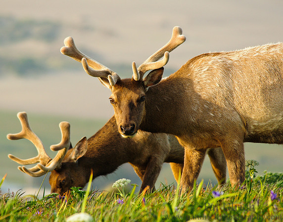 Elk browsing among the iris