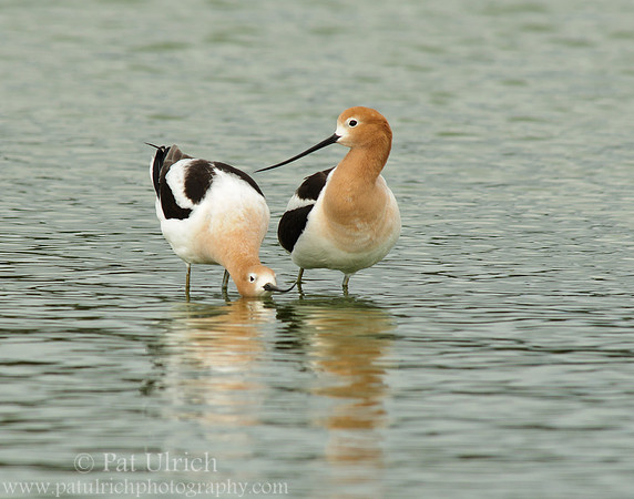 American avocet mating ritual #5
