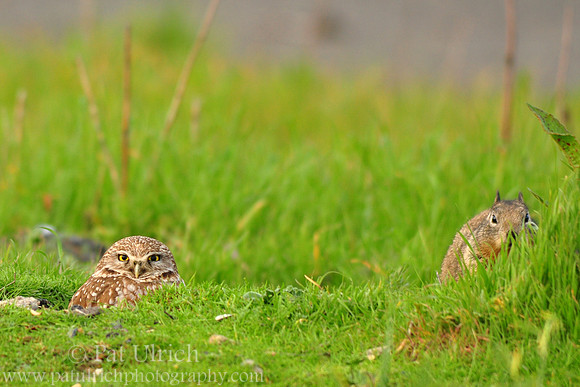 The owl and the squirrel