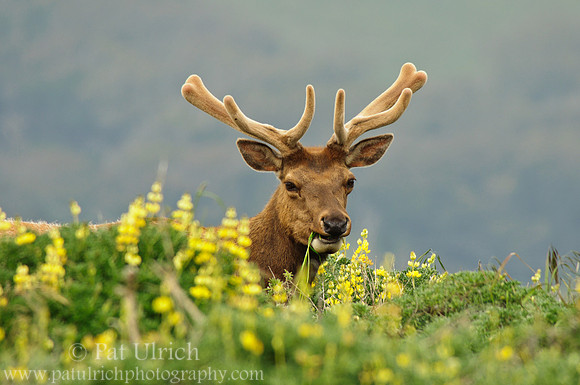 Bull elk in yellow bush lupine
