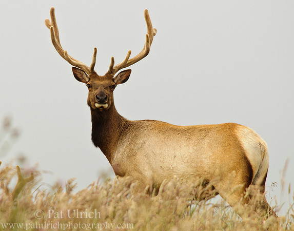 Tule elk on the hill