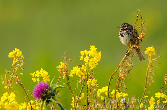 Song sparrow in wildflowers
