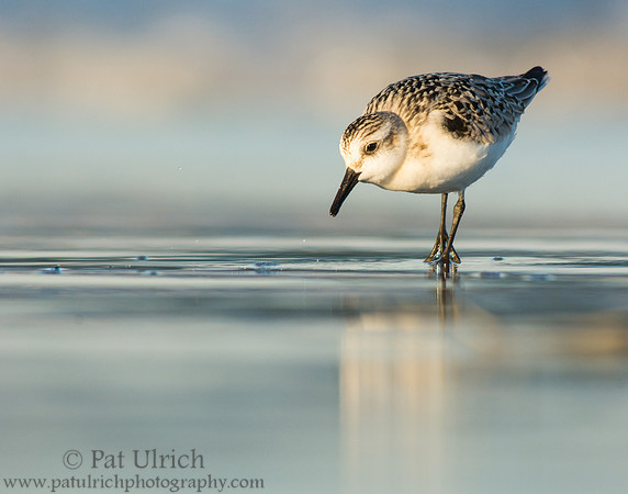 Sanderling with smooth sand reflection