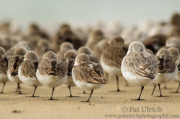 Sandpipers at rest