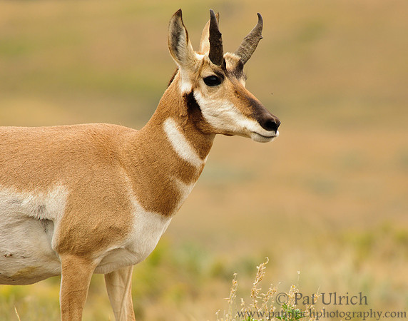 Pronghorn surveys the scene