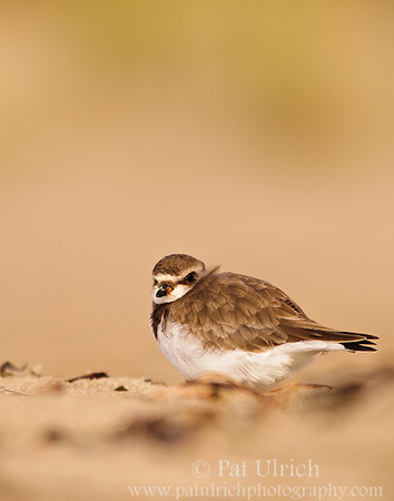 Semipalmated plover