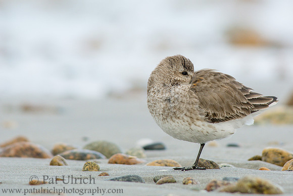 Dunlin resting among the stones