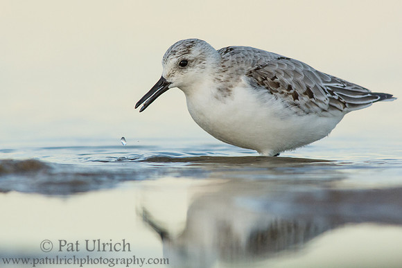 Sanderling feeding