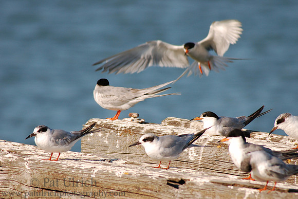 Incoming tern