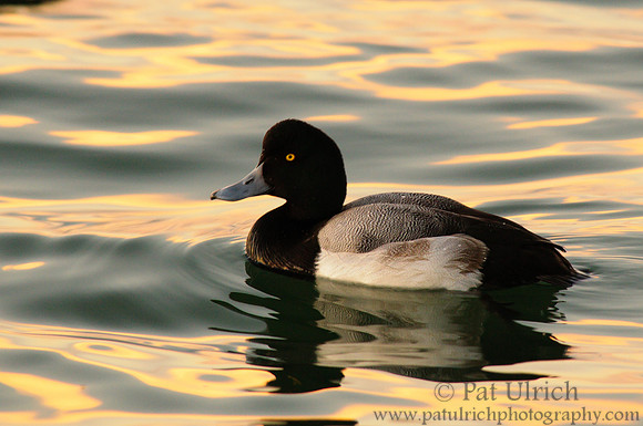 Scaup on San Francisco Bay