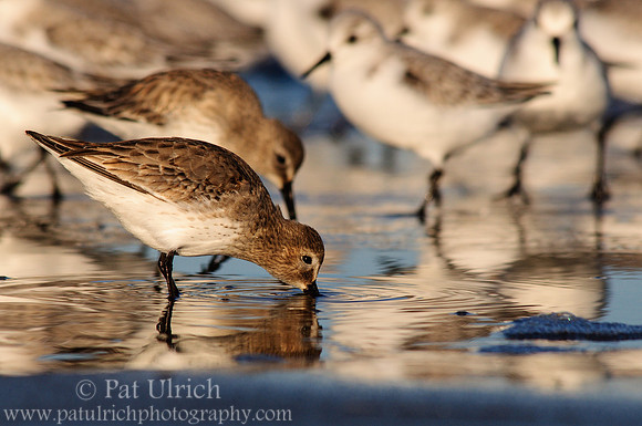 Dunlin reflection and ripples