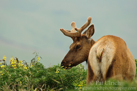 Feeding on yellow bush lupine