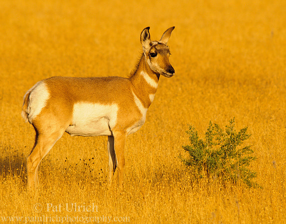 Baby pronghorn at sunset