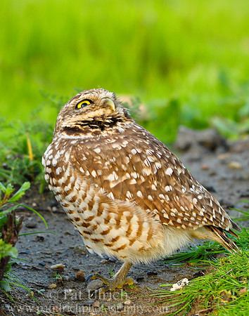 Watching for hawks