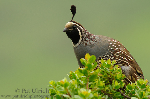 Quail with attitude