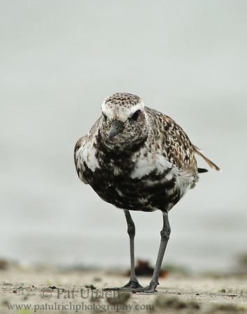 Friendly plover