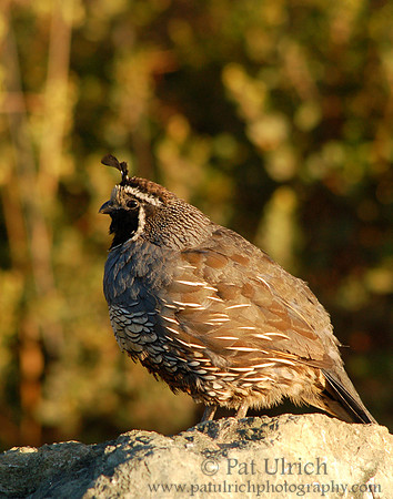 Male quail #2