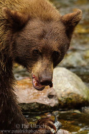 Eating salmon