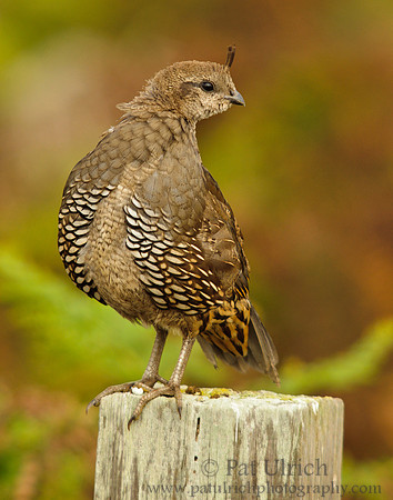 Curious young quail
