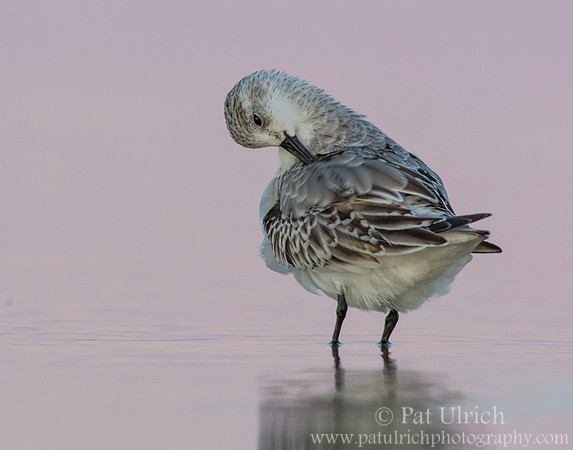 Sanderling preening after sunset