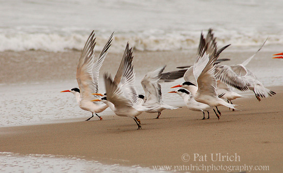 ...they all go