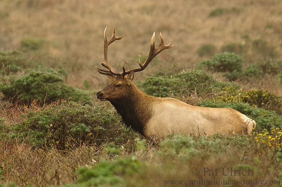 Bull elk in the coastal scrub