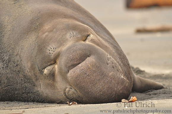 Elephant seal eyebrows