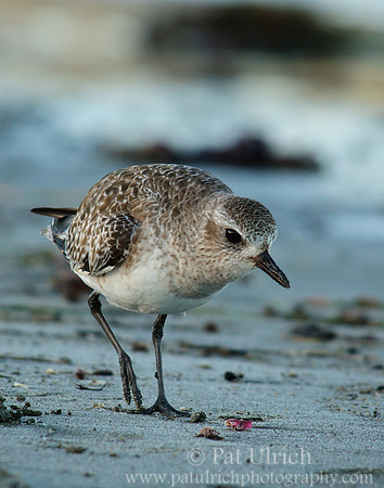 Plover on the prowl