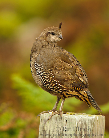Portrait of a female quail