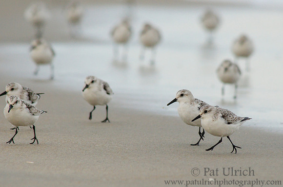 Flock of sanderlings running on the beach