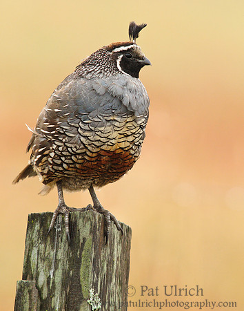 Disheveled quail on the fence post