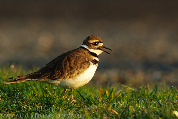 Calling killdeer, morning light