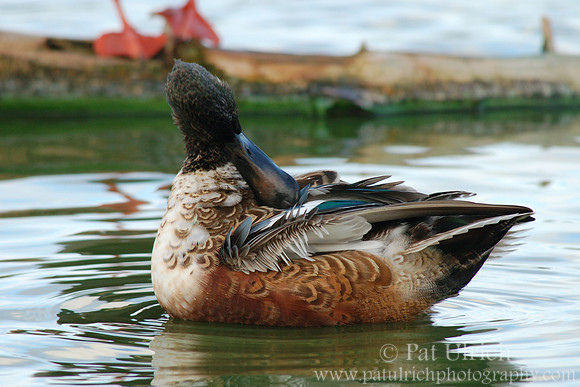 Shoveler preening