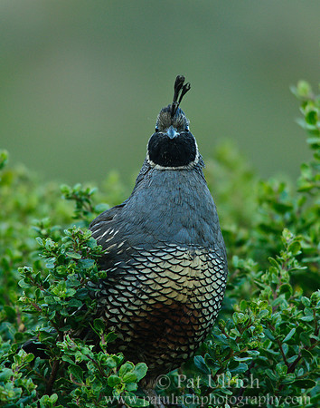 Quail, head-on