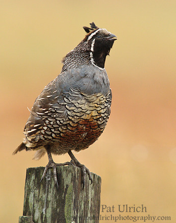 Quail calling out from the fencepost