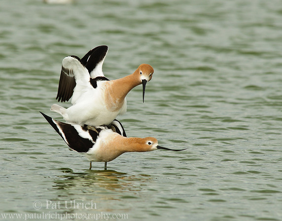 American avocet mating ritual #10