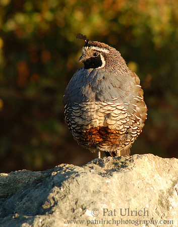 California quail