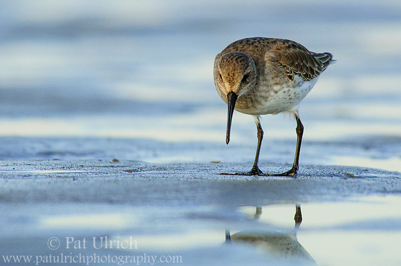 Dunlin on blue sand