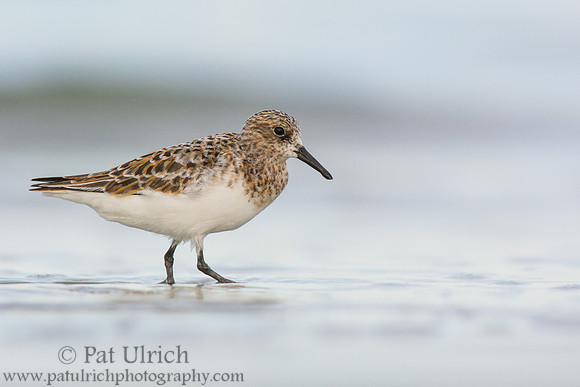 Sanderling in the surf