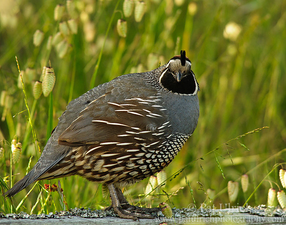 Quail facing the camera