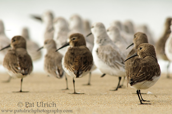 Shorebirds on alert
