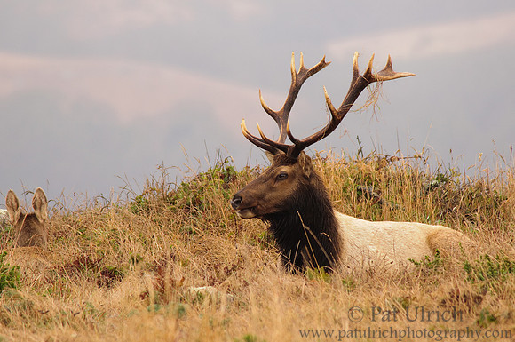 Relaxed bull