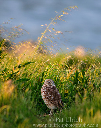 Late light, tall grass 2