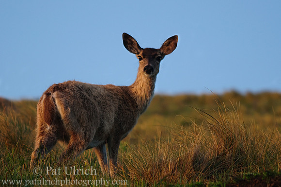 Doe at sunrise