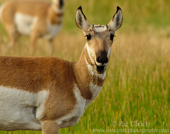 Pronghorn looks surprised