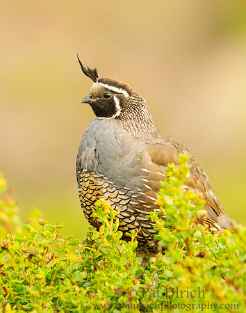 Quail profile in coyote bush
